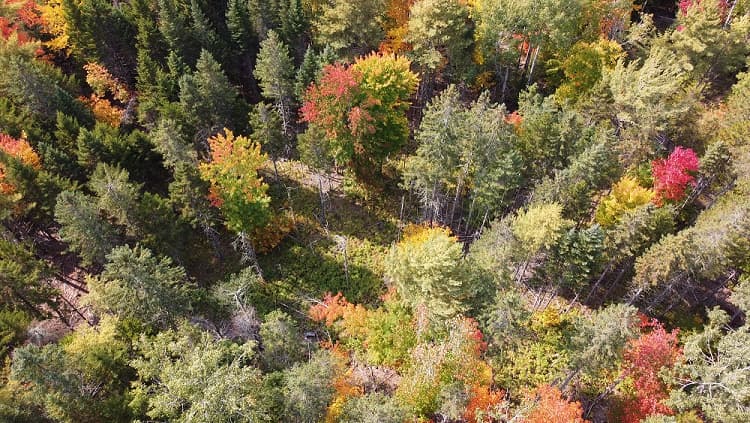 Bent Creek Experimental Forest — Overhead_shot_of_Penobscot_Experimental_Forest.jpg