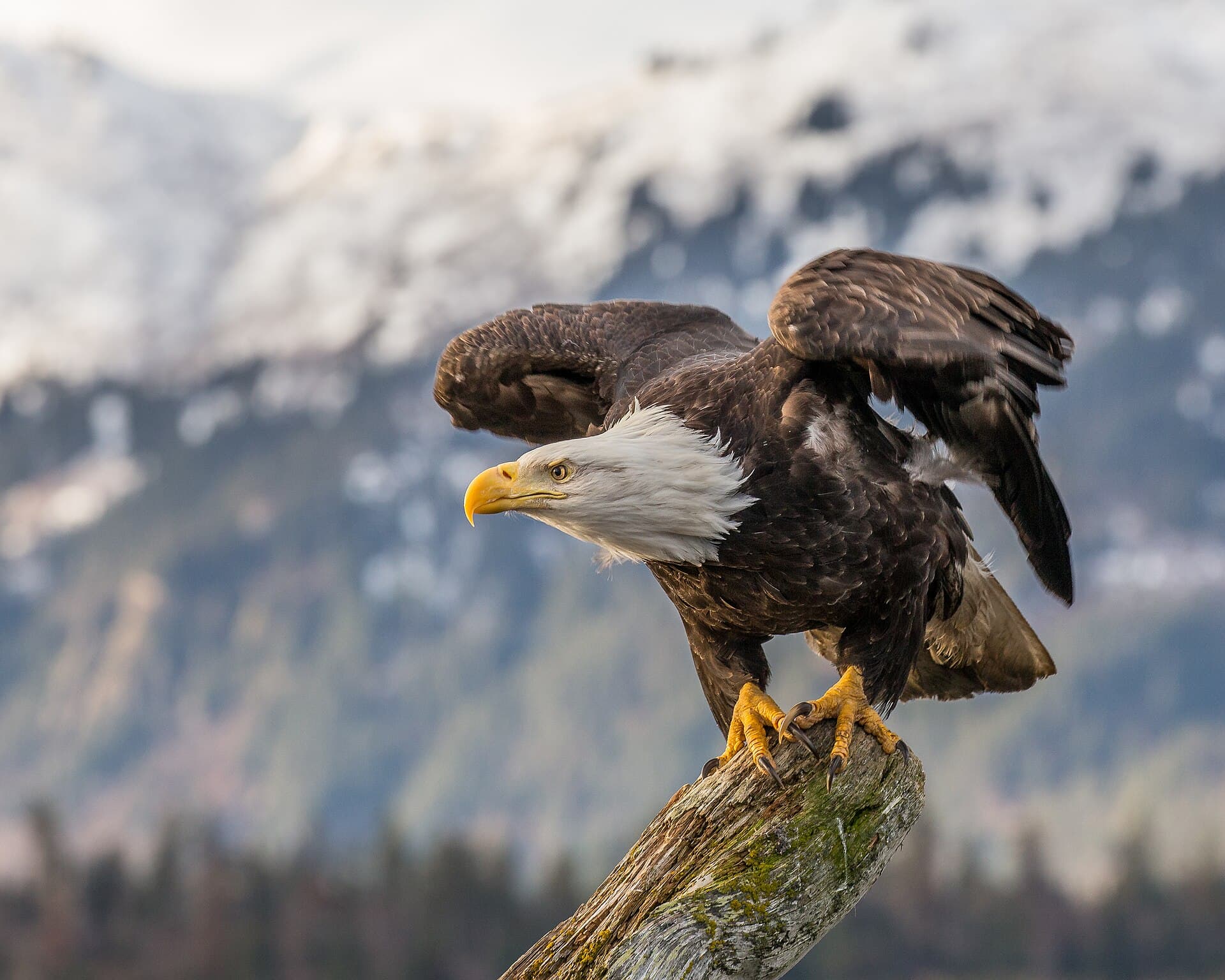 Rocky Bald — Bald_eagle_about_to_fly_in_Alaska_(2016).jpg
